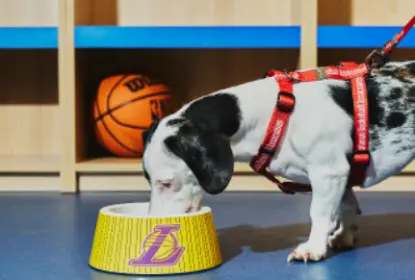 NBA anuncia parceria com empresa de acessórios para cães - The Playoffs